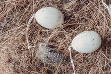 Porcelain egg-Bird speckles