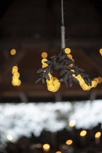 Hanging Mistletoe- Rust