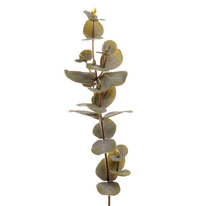 Eucalyptus Stem