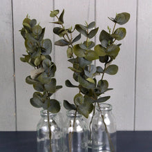 Eucalyptus Stem